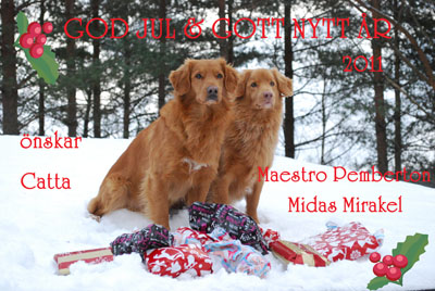 God Jul, Catta & hundarna!